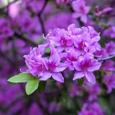 Rhododendron Précoce - Leaderplant