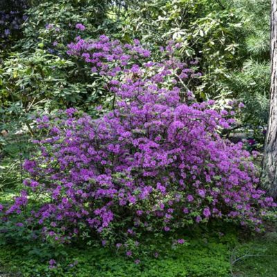 Rhododendron Précoce - Leaderplant
