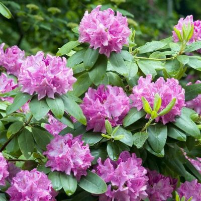 Rhododendron Elegans - Leaderplant