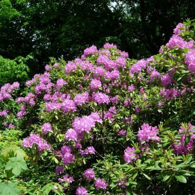 Rhododendron Elegans - Leaderplant