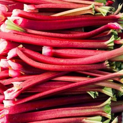Rhubarbe Frambozen - Leaderplant