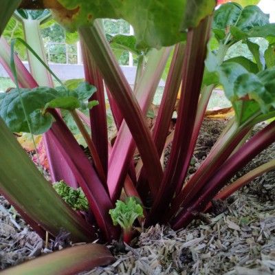 Rhubarbe Frambozen - Leaderplant