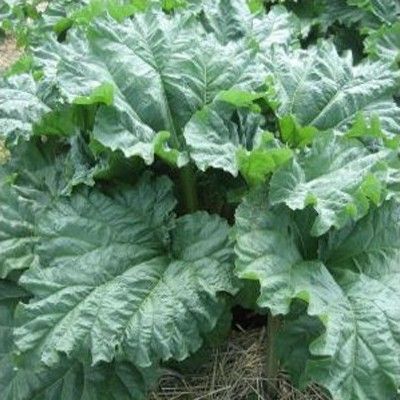 Rhubarbe géante Goliath - Leaderplant