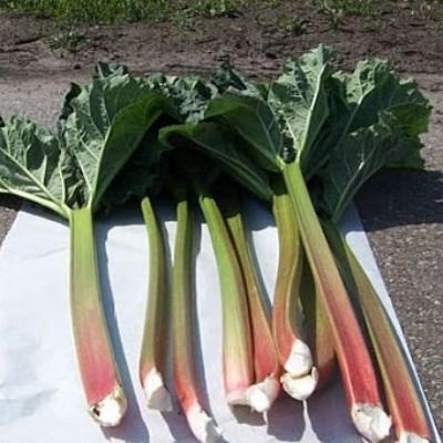 Rhubarbe géante Goliath - Leaderplant