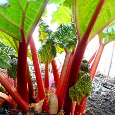 Rhubarbe - Leaderplant