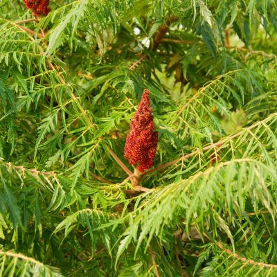 Sumac de Virginie - Leaderplant