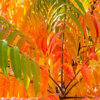 Sumac de Virginie - Leaderplant