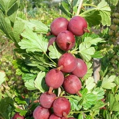 Groseiller à Maquereaux Captivator - Leaderplant