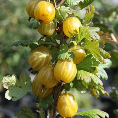 Groseiller à maquereaux jaune Goldling ® - Leaderplant