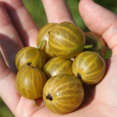 Groseiller à maquereaux jaune Goldling ® - Leaderplant