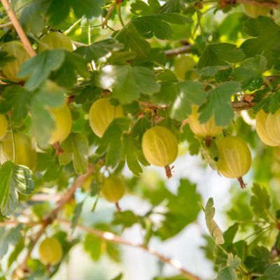 Groseiller à maquereaux jaune Goldling ® - Leaderplant