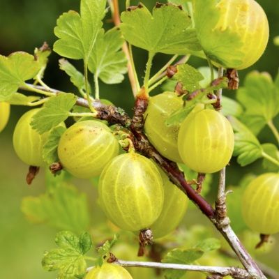 Groseiller à maquereaux jaune - Leaderplant