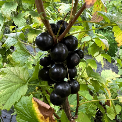 Cassis Black Giant Cassissima ®  - Leaderplant
