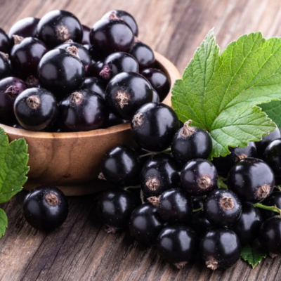 Cassis Black Giant Cassissima ®  - Leaderplant