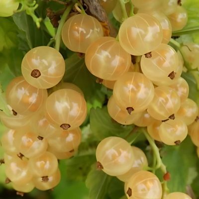 Groseiller à grappe tardif Versaillaise Blanche - Leaderplant