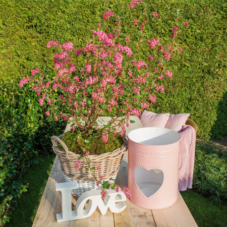 Groseillier à fleurs Amore ®   - Leaderplant