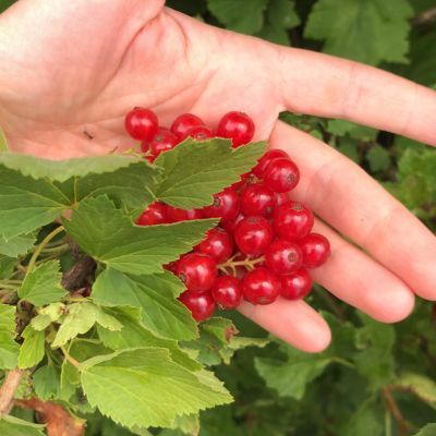 Groseiller à grappe précoce Versaillaise rouge - Leaderplant