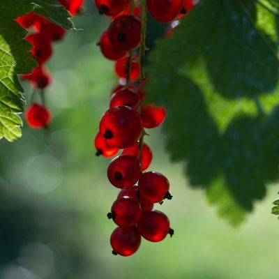 Groseiller à grappe précoce Versaillaise rouge - Leaderplant