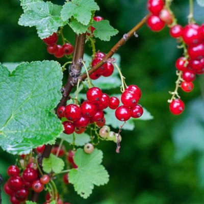 Groseiller à grappe précoce Versaillaise rouge - Leaderplant