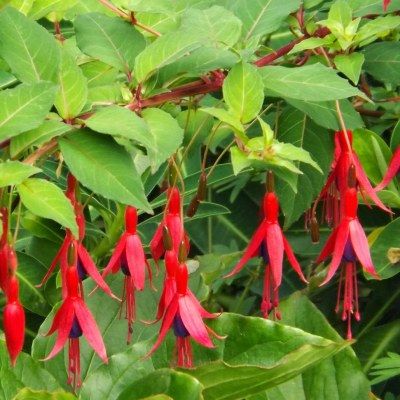 Fuchsia rustique Ricartonii - Leaderplant