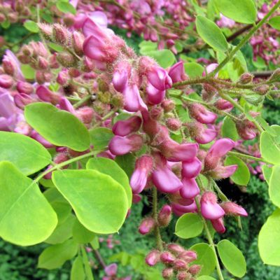Acacia rose - Leaderplant