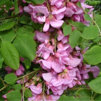 Acacia rose - Leaderplant