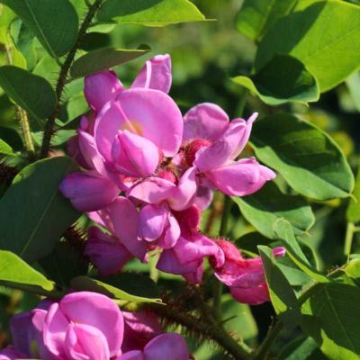 Acacia rose - Leaderplant