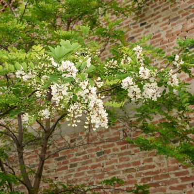 Faux Acacia - Leaderplant