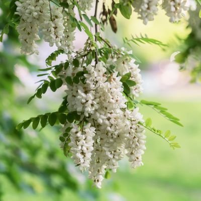 Faux Acacia - Leaderplant