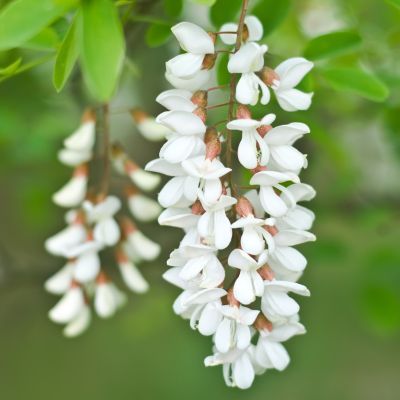 Faux Acacia - Leaderplant