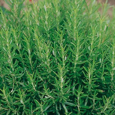 Romarin Barbecue - Leaderplant