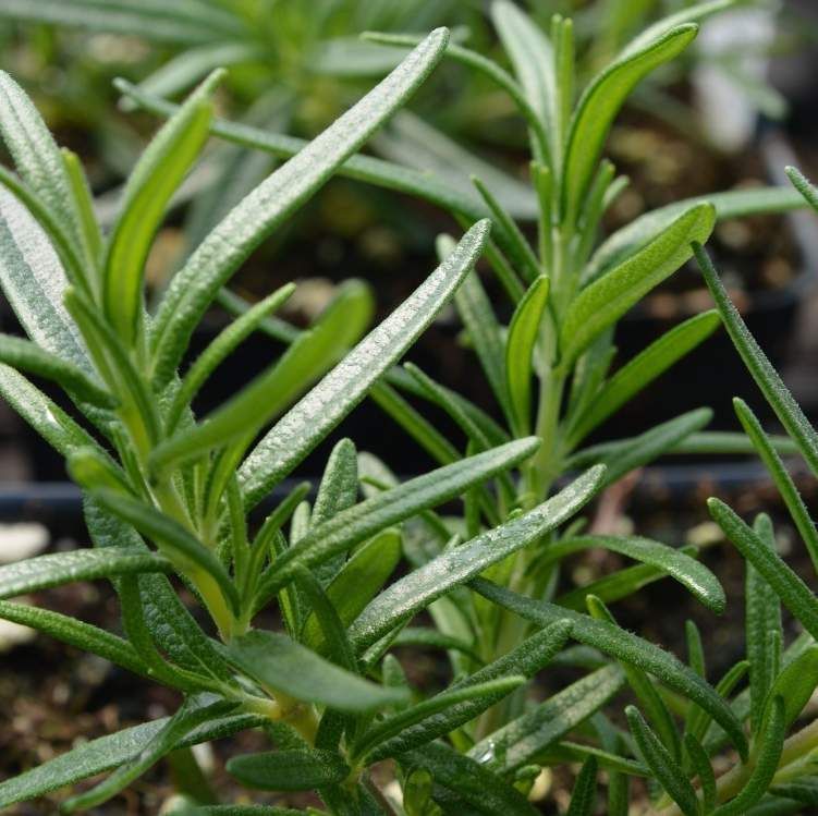 Romarin Barbecue - Leaderplant