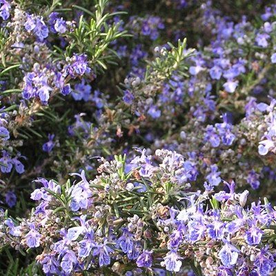 Romarin rampant 'Corsican Blue' - Leaderplant