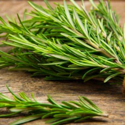 Romarin commun - Romarin officinal - Leaderplant