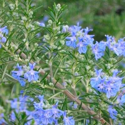 Romarin rampant Pointe du Raz - Leaderplant