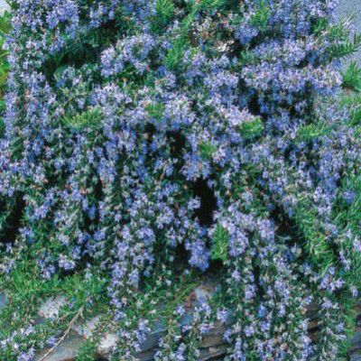 Romarin rampant Pointe du Raz - Leaderplant