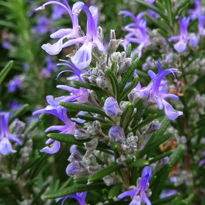 Romarin rampant 'Corsican Blue' - Leaderplant