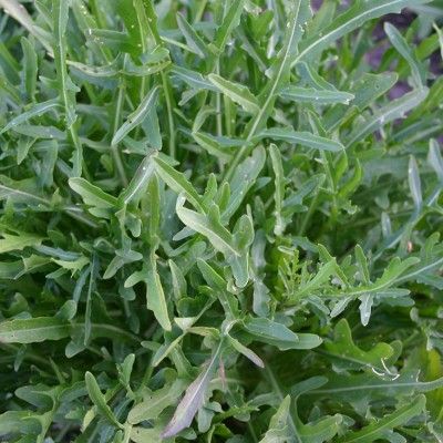 Roquette Sauvage - Leaderplant