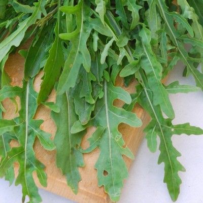 Roquette Sauvage - Leaderplant