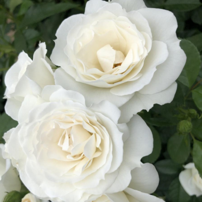 Rosier PatioRose® Baby Iceberg®  - Leaderplant