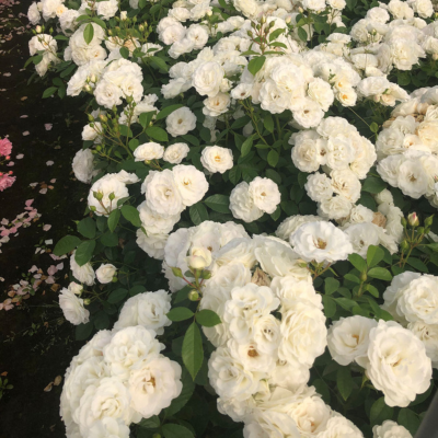 Rosier PatioRose® Baby Iceberg®  - Leaderplant