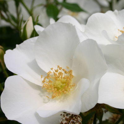 Rosier Escimo Nectar Garden ®  - Leaderplant