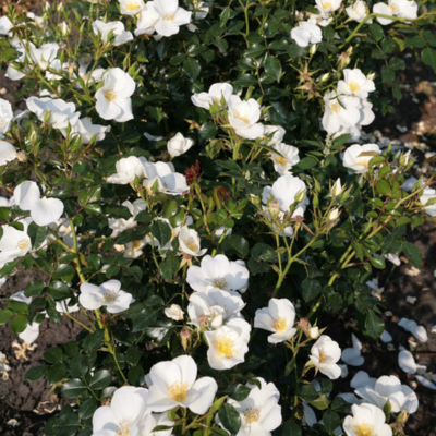 Rosier Escimo Nectar Garden ®  - Leaderplant