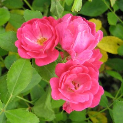 Rosier paysager Fairy Rood - Leaderplant