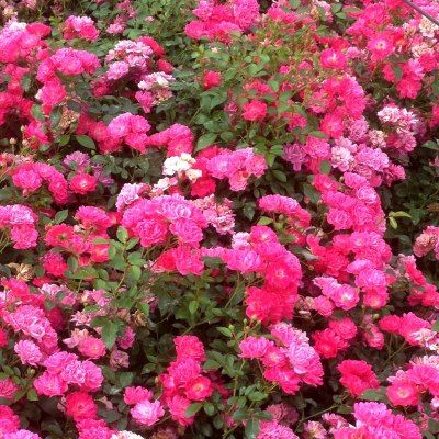 Rosier paysager Fairy Rood - Leaderplant