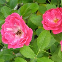 Rosier paysager Fairy Rood - Leaderplant