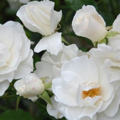 Rosier Iceberg - Leaderplant