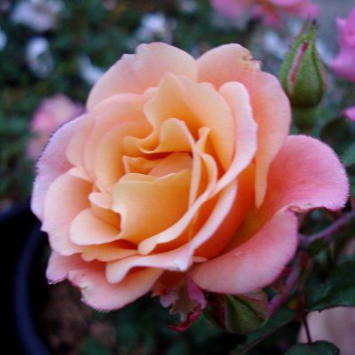 Rosier KORDES Cubana ® - Leaderplant
