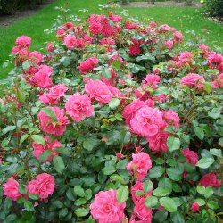 Rosier KORDES Pink Emely ® - Leaderplant