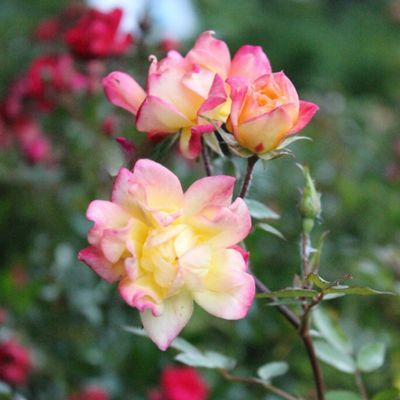 Rosier miniature Tricolor - Leaderplant